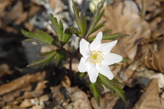 野生銀蓮花