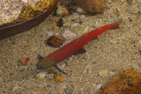 紅大馬哈魚2
