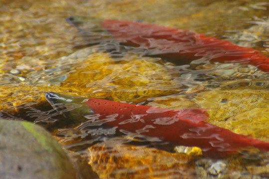 紅大馬哈魚1