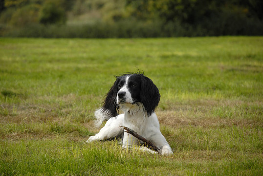 英國(guó)史賓格犬