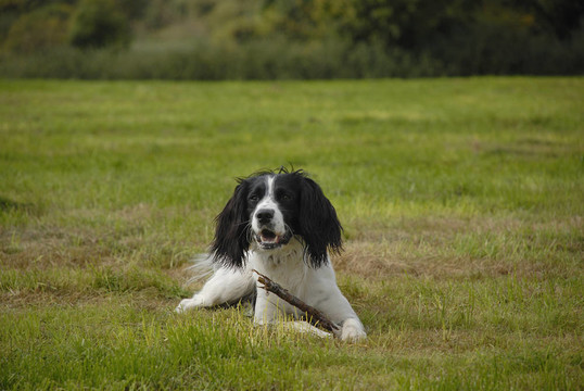 英國史賓格犬