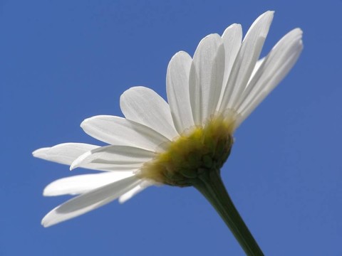 白色雛菊