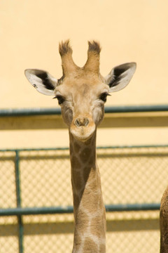 Giraffe的頭