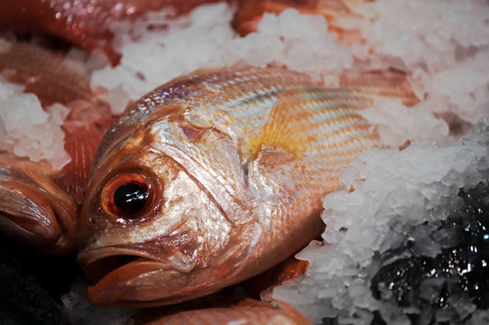 魚上冰