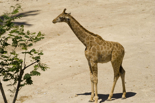 girrafe 3