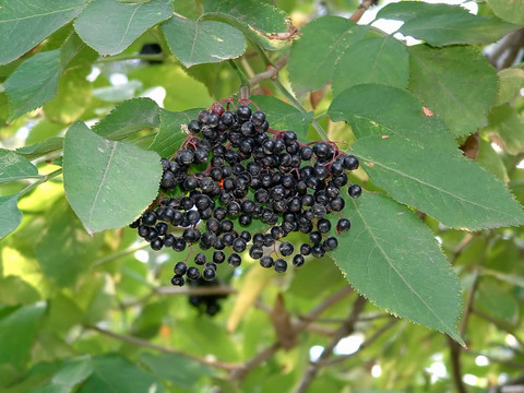黑漿果buzina