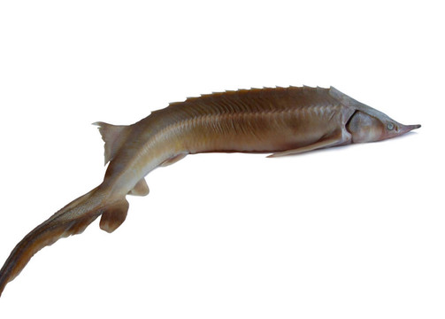 鱘魚(yú)