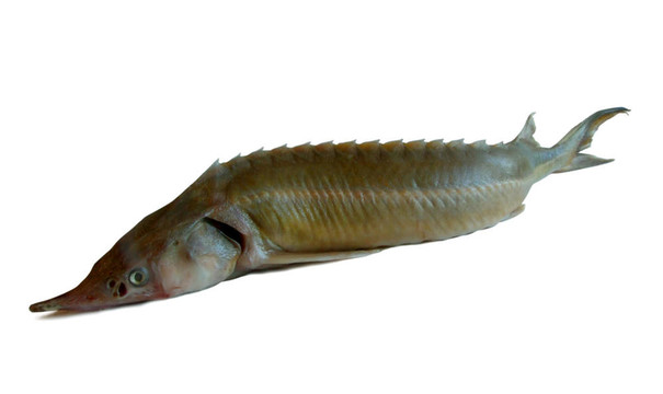 鱘魚