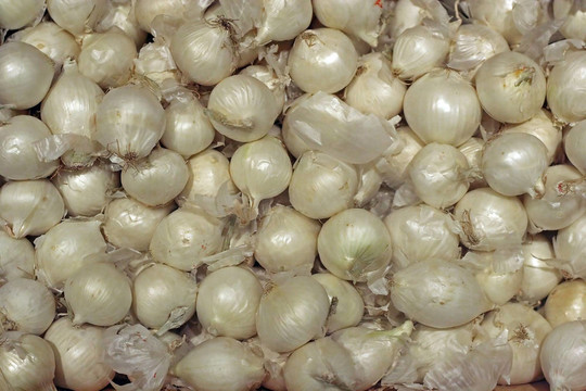 珍珠洋蔥