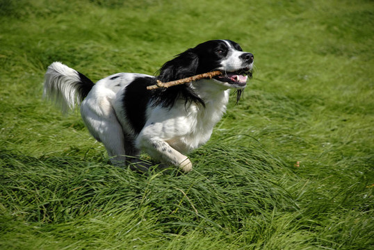 英國史賓格犬