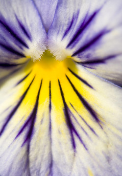 藍(lán)Yellow Pansy