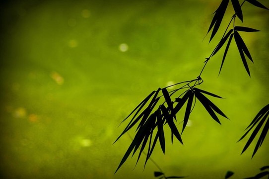 竹的背景