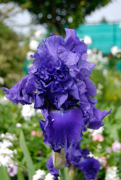 藍(lán)色鳶尾；莫奈的花園