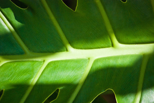 Philodendron；光