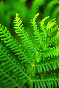 Fern葉
