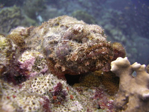 蝎子魚