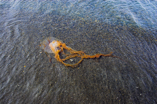 北極水母