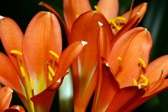 美麗的Orange Flowers