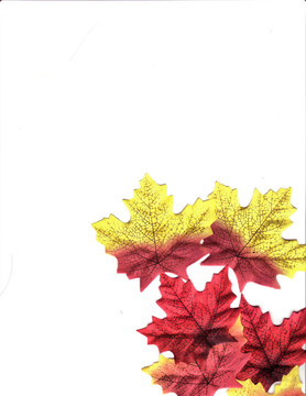 黃色和紅色的葉子
