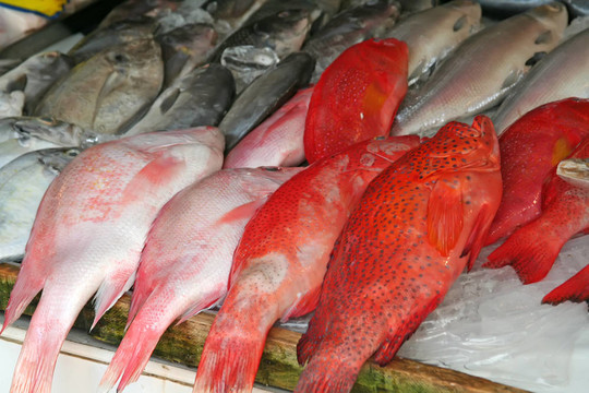魚市場