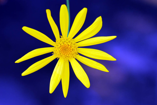 綠色闊葉Euryops