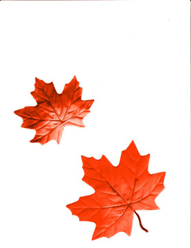 紅色的葉子