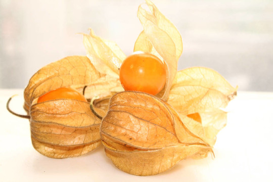 酸漿果實(shí)