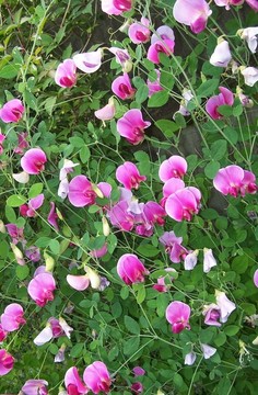 永遠(yuǎn)的豌豆