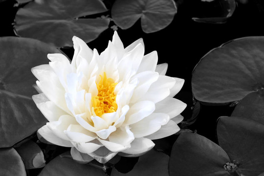 蓮花的美