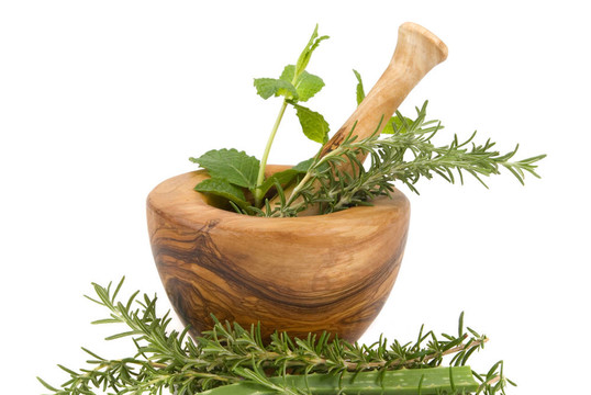 草本植物