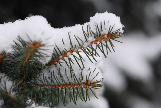 雪枝