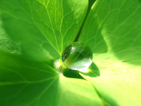 雨落在綠葉上