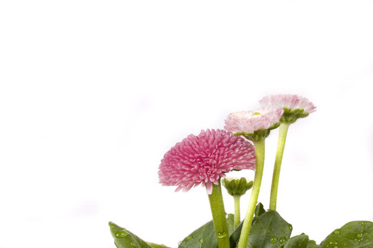 粉紅色的雛菊