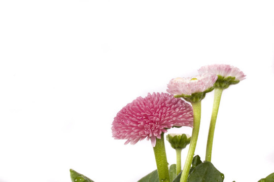 粉紅色的雛菊