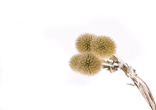 薊