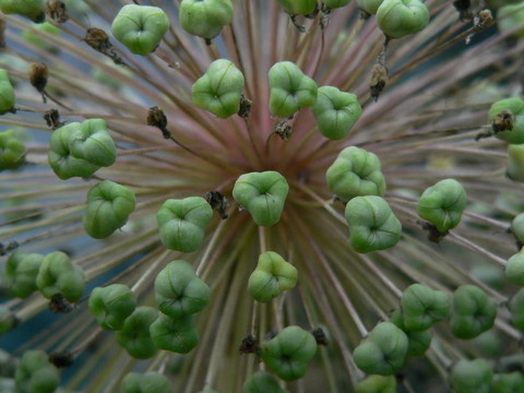 秋花