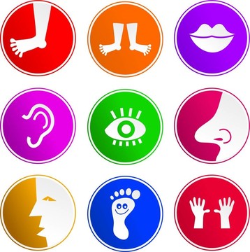 解剖標(biāo)志圖標(biāo)