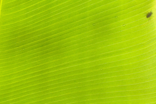 飛葉