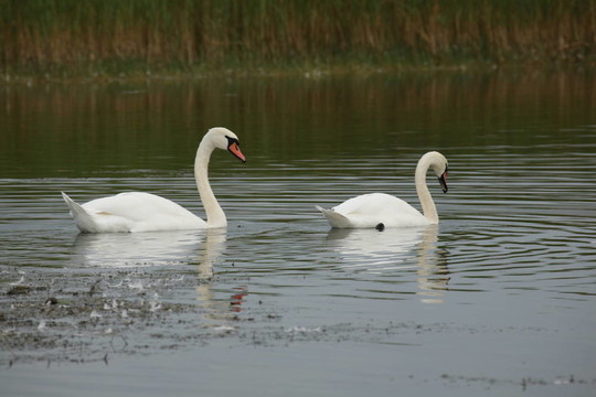 swaners