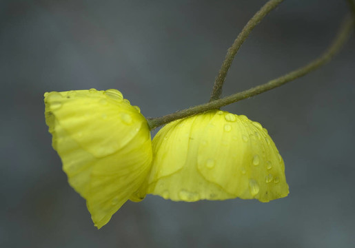 濕花