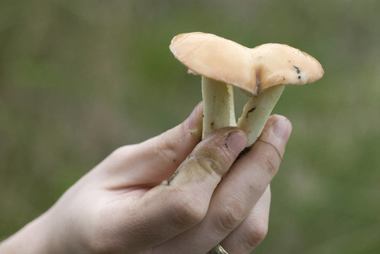 蘑菇