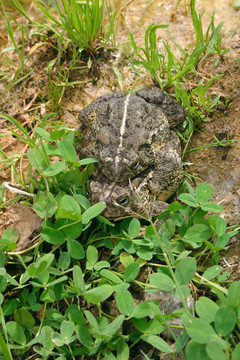 Woodhouse s Toad（Bufo W
