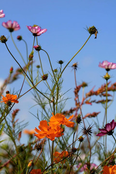 花園里的花