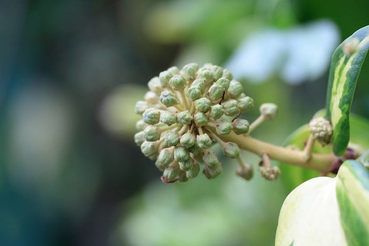 葛花