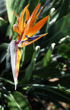 sterlitzia