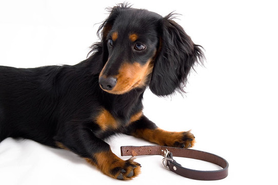 dachshound
