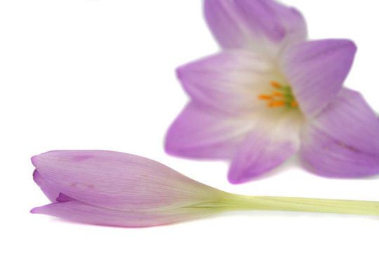 兩丁香花