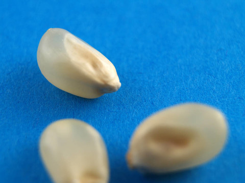 白色的玉米粒