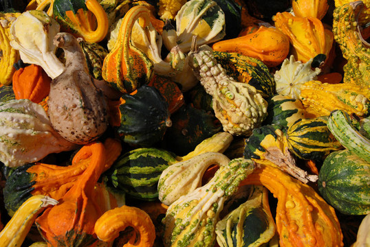 gourds04