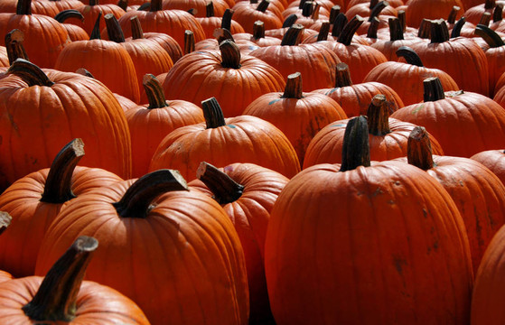 pumkins02